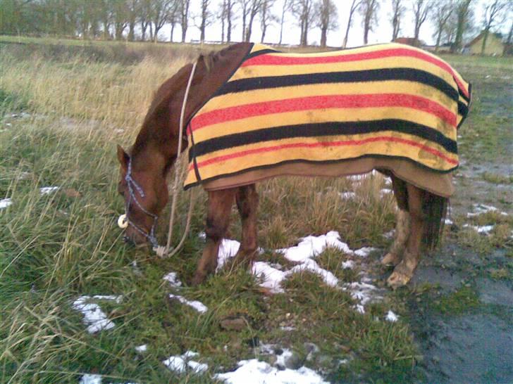 Welsh Cob (sec D) Casnewydd telynor - ¤12¤ *Så smuk du er min skat!, (´: <3 .. En a de sidste dage! billede 12