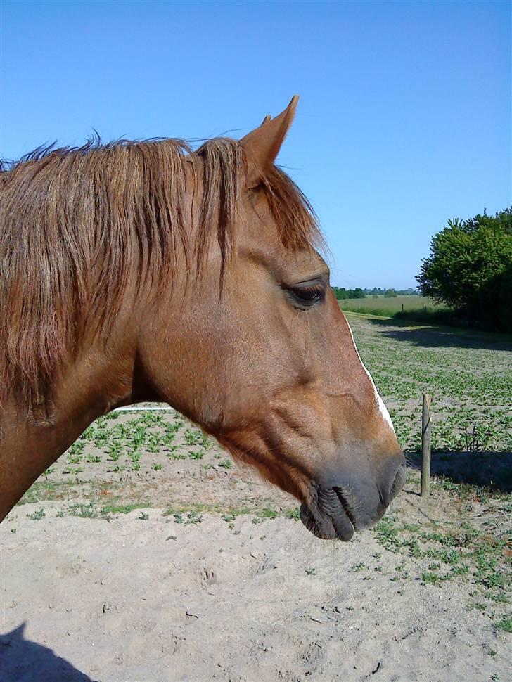 Welsh Cob (sec D) Casnewydd telynor - ¤13¤ billede 13