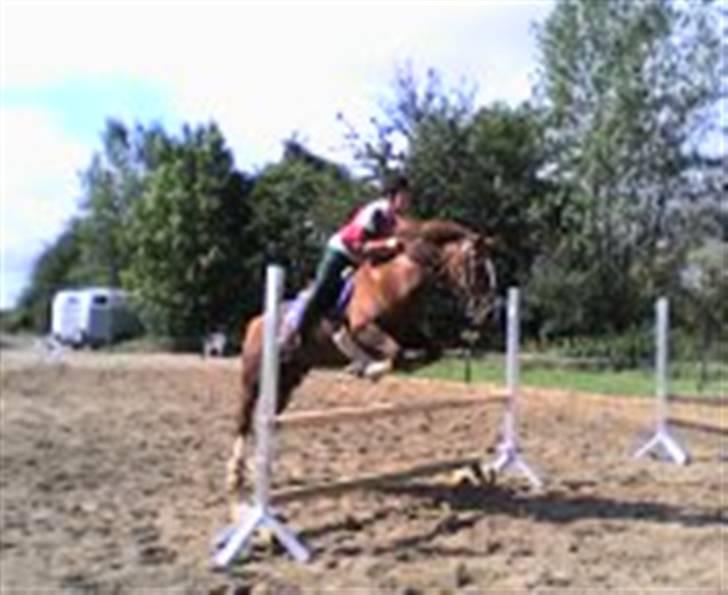 Welsh Cob (sec D) Casnewydd telynor - ¤14¤ Lige et springbilled fra den. 11/8-2008. Dette er ca. 85 (: <3 billede 14