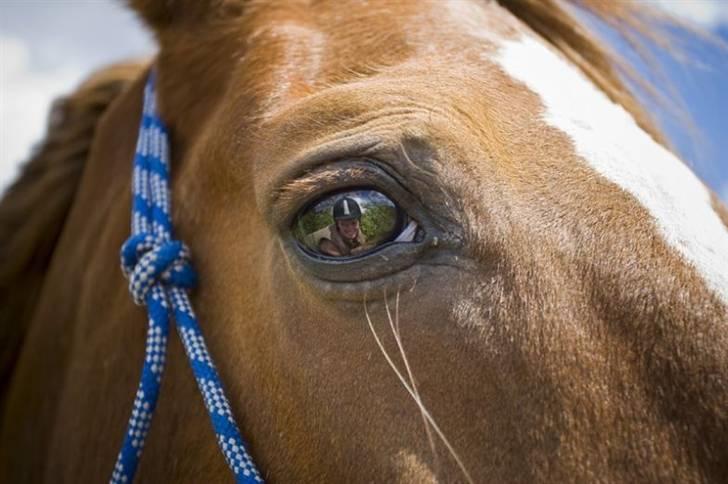 Welsh Cob (sec D) Casnewydd telynor - ¤15¤ 2 levende væsner i en krop!, (´: <3 billede 15