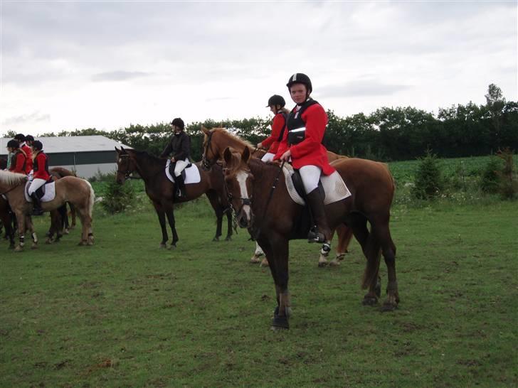 Welsh Cob (sec D) Casnewydd telynor - ¤17¤  Telynor og jeg på Våelse jagten den. 24/8-2008. En a de oplevelser der aldrig il blive glemt!, (´: <3 .. Du var så dygtig skat <3 billede 17