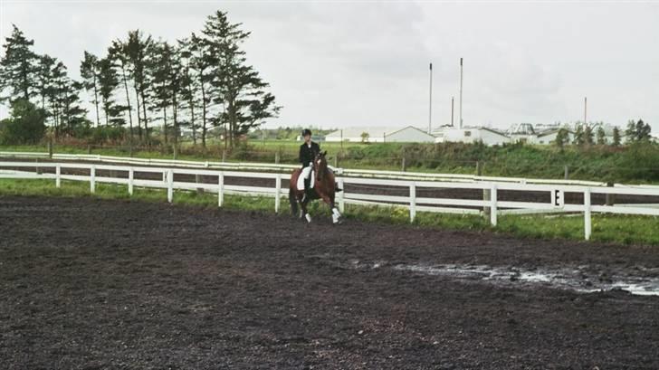 Anden særlig race Bento  - LC1 billede 17