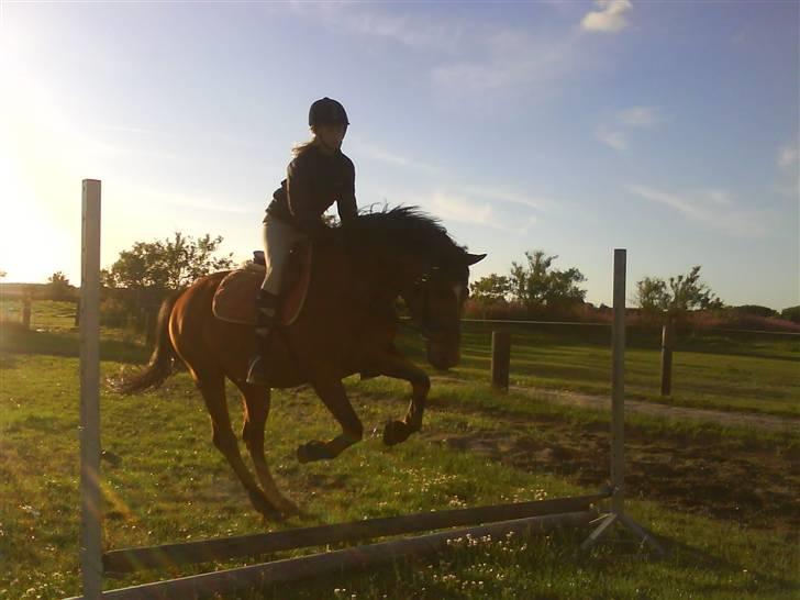 Anden særlig race Bento  - jeg - jordens største kylling, SPRINGER :* billede 18