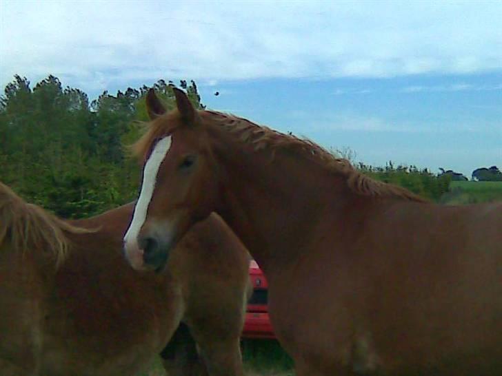 Frederiksborg Casanova *Tld. låne hest* billede 1