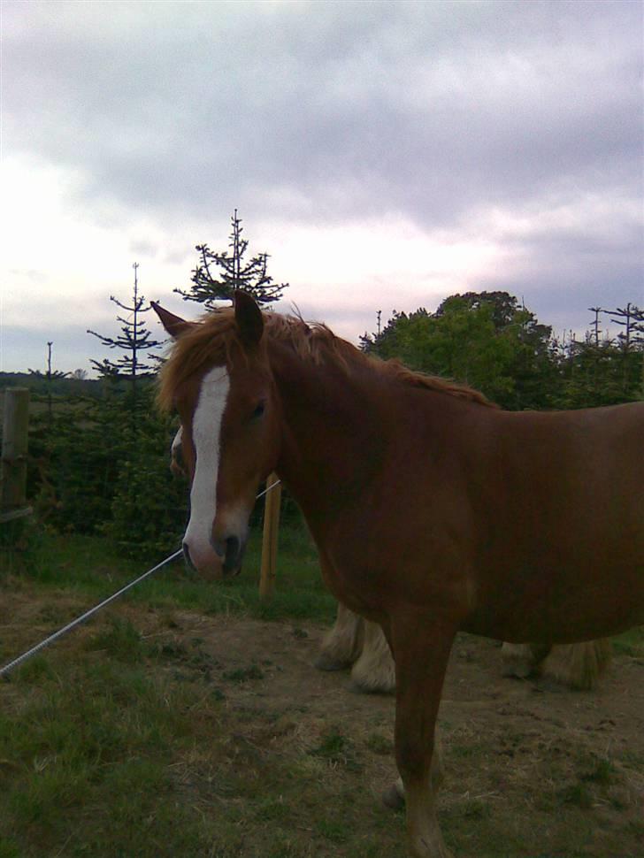 Frederiksborg Casanova *Tld. låne hest* billede 2