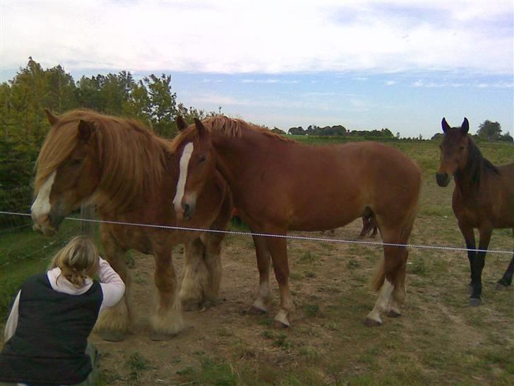 Frederiksborg Casanova *Tld. låne hest* billede 3