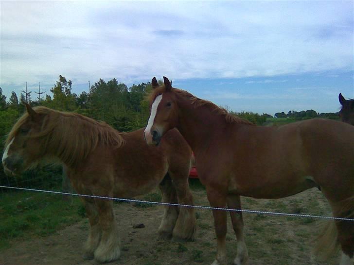 Frederiksborg Casanova *Tld. låne hest* billede 4