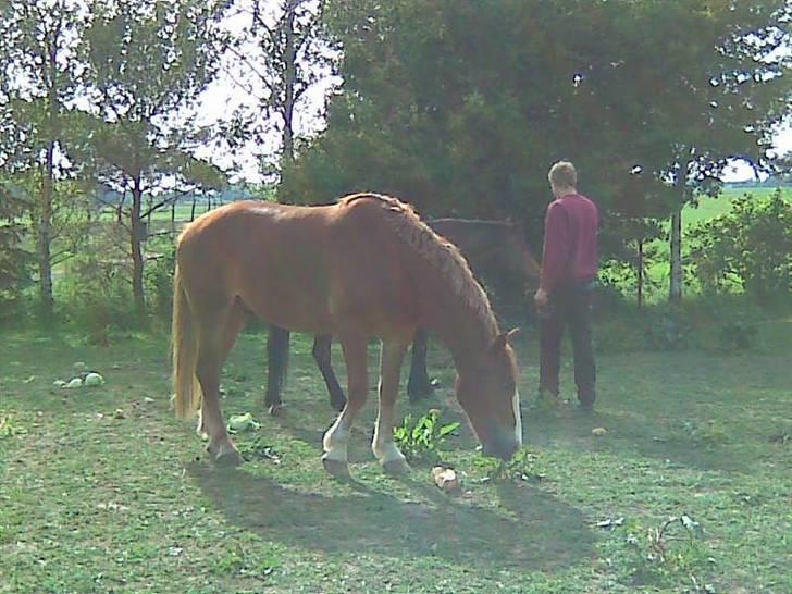 Frederiksborg Casanova *Tld. låne hest* billede 5