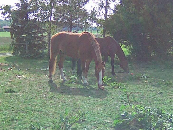 Frederiksborg Casanova *Tld. låne hest* billede 6