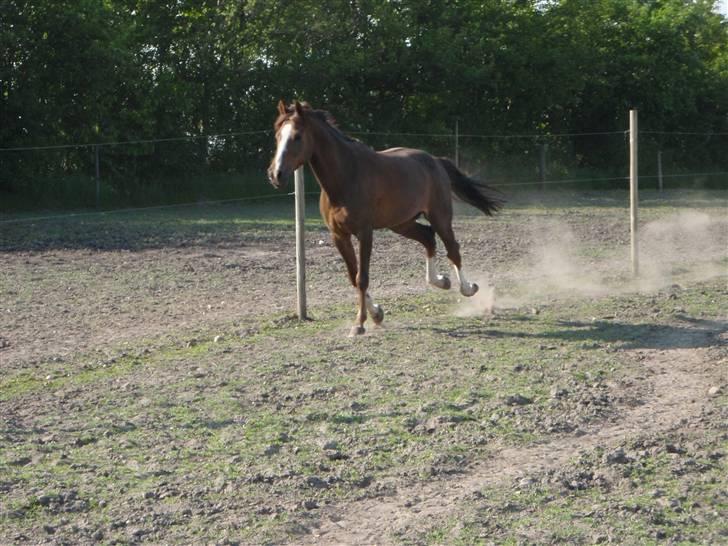 New Forest Orchid`s Champer solgt :/ - 6) på fold d: billede 6