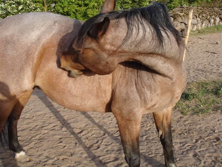 Traver Badutski  16/10-08 - Argh.! de dumme fluer ! billede 3