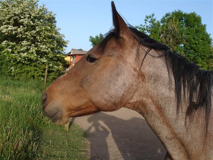 Traver Badutski  16/10-08 - Ser jeg godt ud nu eller hvad ? billede 4