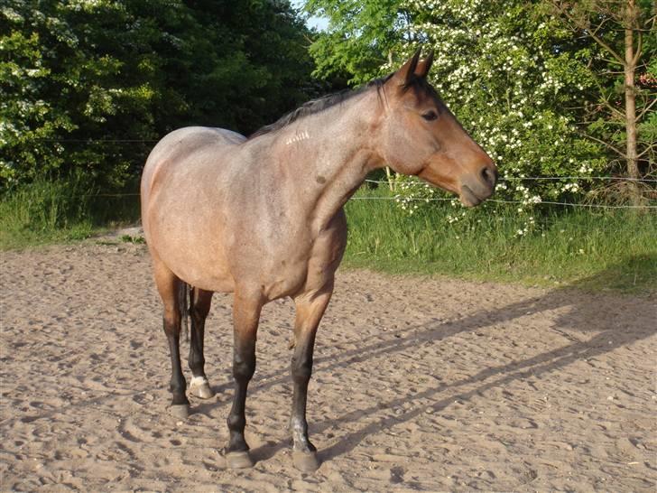 Traver Badutski  16/10-08 - Jeg er da smuk ! billede 5