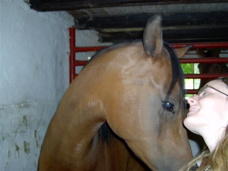 Arabisk fuldblod (OX) Marcijawa ox 3626 - Jawa og mig 29 maj 2008 billede 12