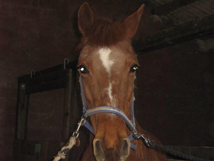 Anden særlig race Feifer  billede 11