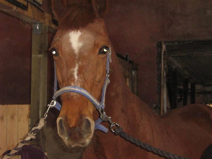 Anden særlig race Feifer  billede 12