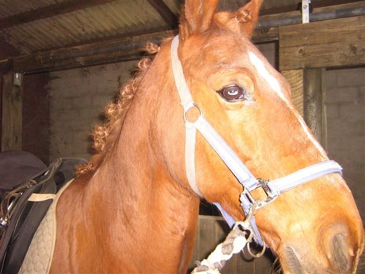 Anden særlig race Feifer  - Den smukke hehe:D billede 15