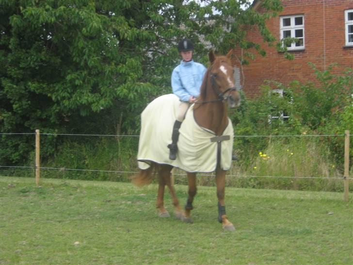 Anden særlig race Feifer  - skridt med mig:) billede 17