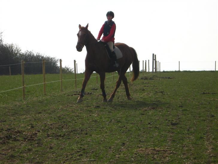 Anden særlig race Feifer  - trav med miiq billede 18