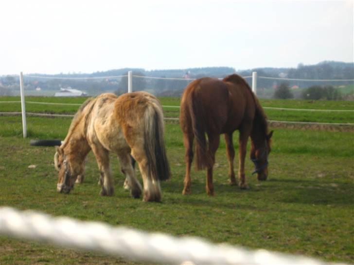 Anden særlig race Feifer  - feifer og trunde<3 billede 19