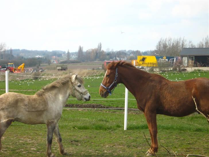 Anden særlig race Feifer  - sigurd og feifer<33 billede 20