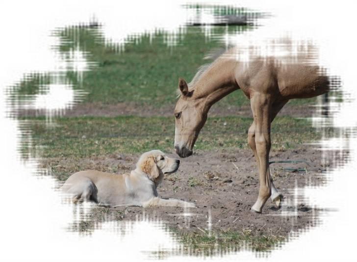 Palomino Golden Victory *SOLGT* - 3 uger billede 9