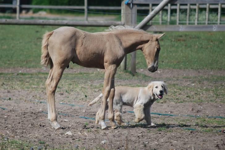 Palomino Golden Victory *SOLGT* - 4 uger billede 10
