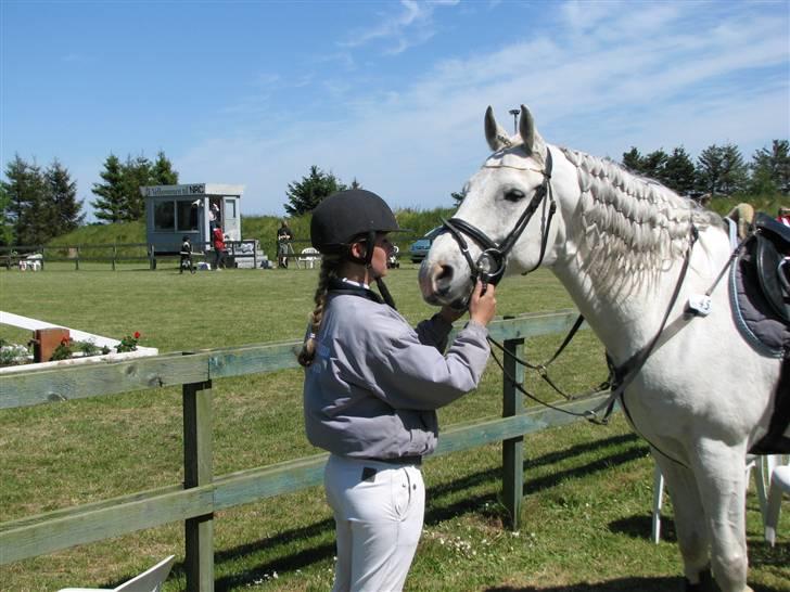 Shagya Araber (SH) Eminent Bajar billede 16