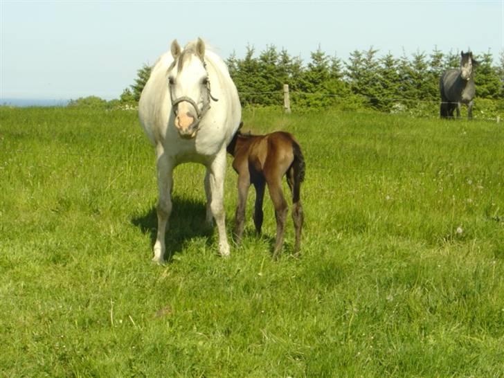 Sportsaraber (A) Rözsi Al Ziyadah solgt - rözsi med med lillepigen 1 døgn gammel billede 7