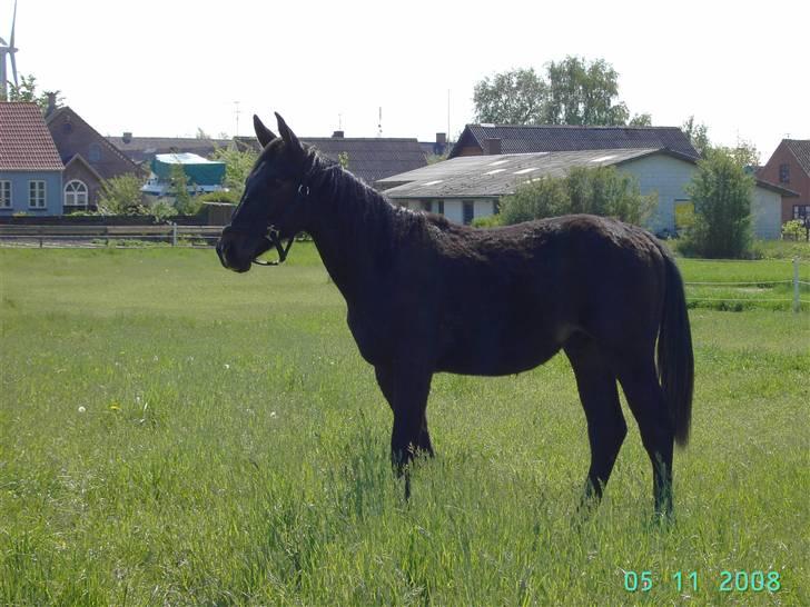 Dansk Varmblod wajes nevada SOLGT  billede 2