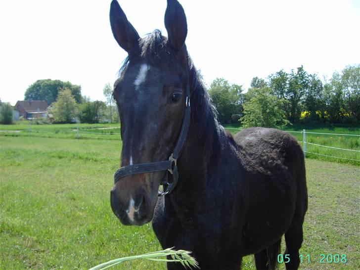 Dansk Varmblod wajes nevada SOLGT  billede 3