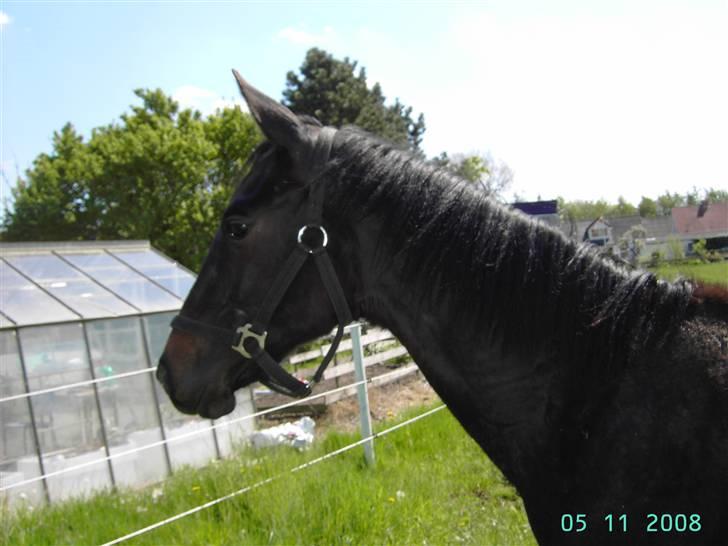 Dansk Varmblod wajes nevada SOLGT  billede 4