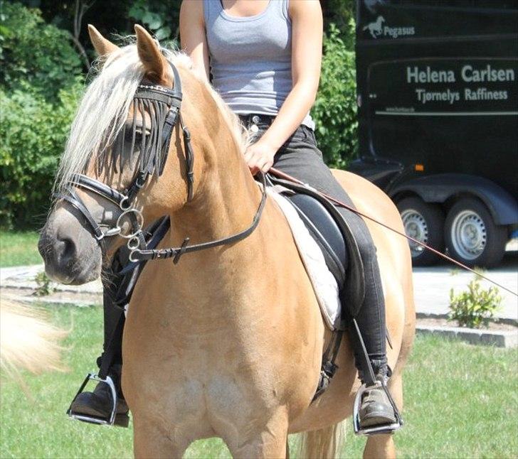 Tyroler Haflinger Morella - Nr. 1 Velkommen til Morellas Profil! billede 1