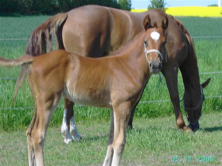 Dansk Varmblod kolindgaards maggiSOLGT billede 1