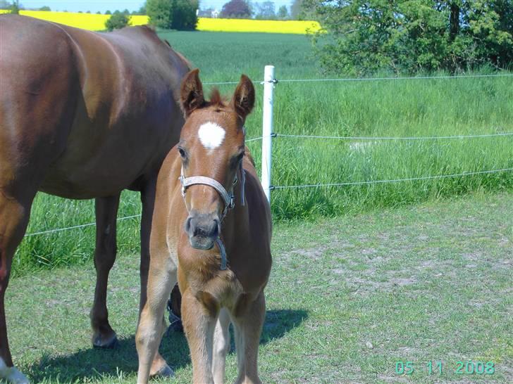 Dansk Varmblod kolindgaards maggiSOLGT billede 2