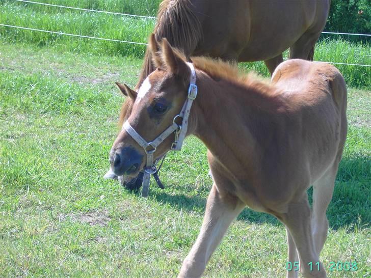 Dansk Varmblod kolindgaards maggiSOLGT billede 3