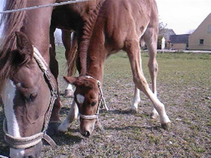Dansk Varmblod kolindgaards maggiSOLGT billede 4