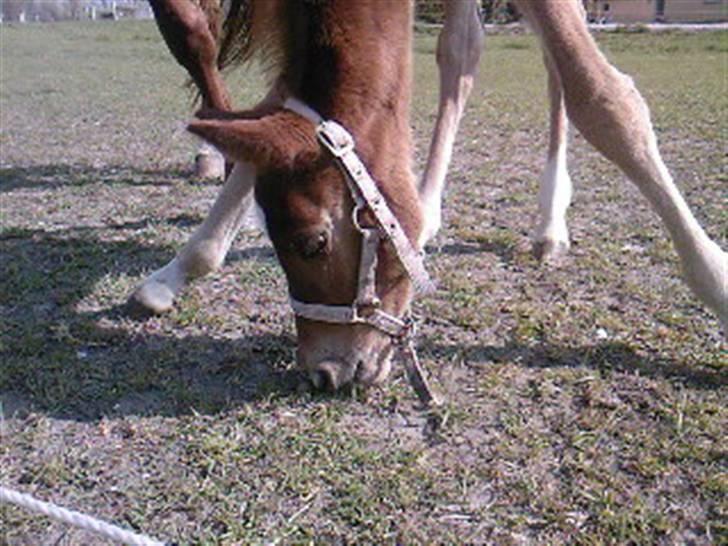 Dansk Varmblod kolindgaards maggiSOLGT billede 5