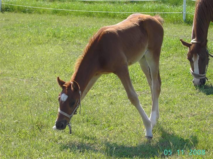 Dansk Varmblod kolindgaards maggiSOLGT billede 6