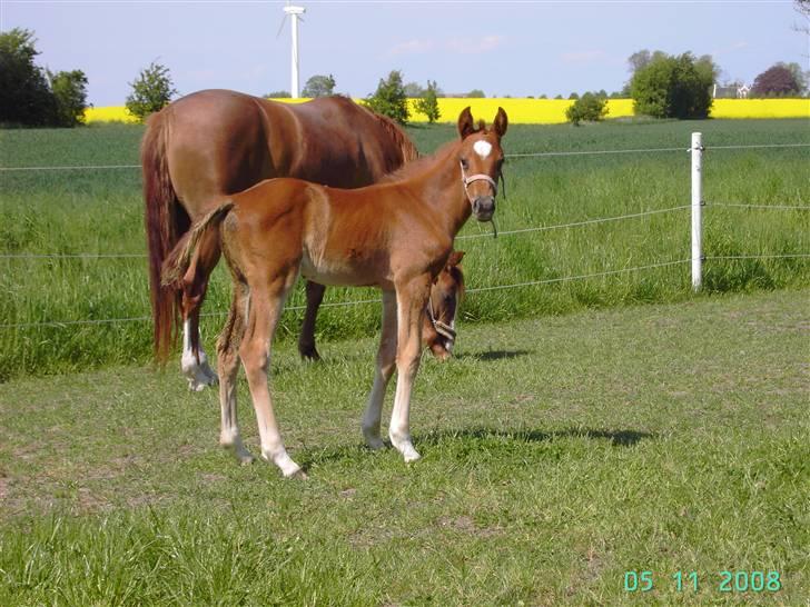 Dansk Varmblod kolindgaards maggiSOLGT billede 7
