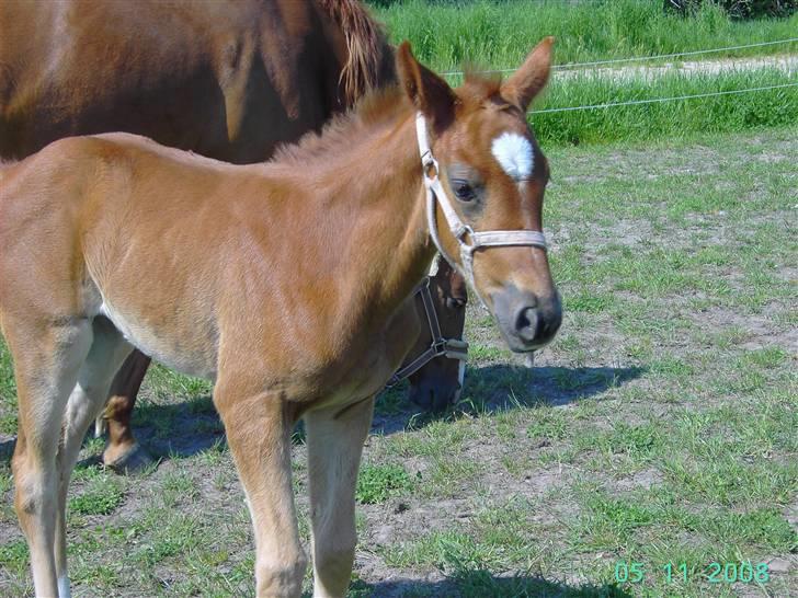 Dansk Varmblod kolindgaards maggiSOLGT billede 8