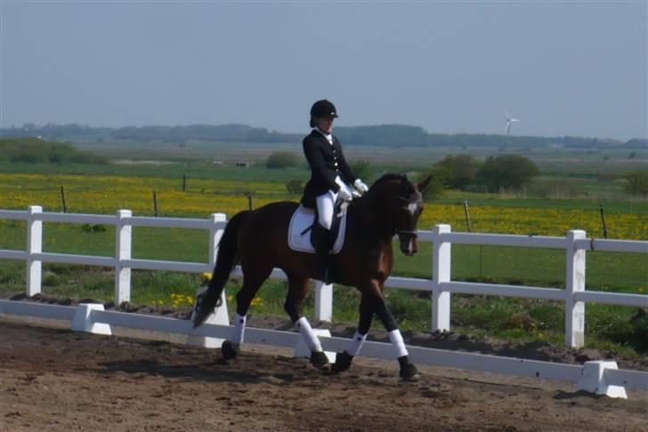 Dansk Varmblod Free Willy; Babyface <3 B-hest! - Distriktstævne i Kærgård d. 2. maj 2009.. <3 billede 14