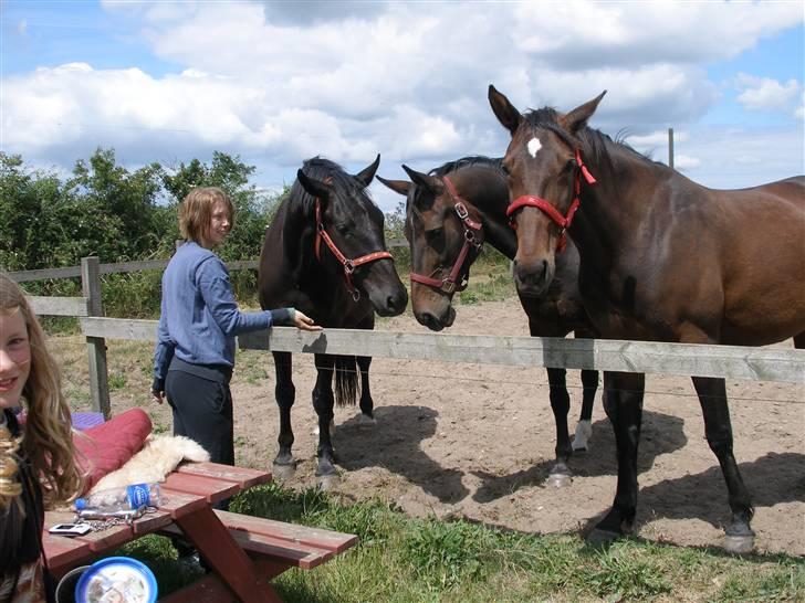 Traver Erantis K - Belinda uddeler saltkringer:=) billede 17