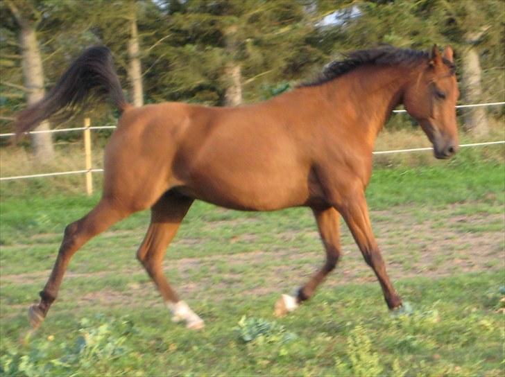 Hollandsk Sportspony Lukas  - 18) Bumle bassen :D billede 19