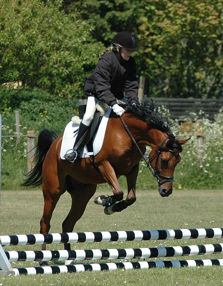 Hollandsk Sportspony Lukas  - 20) Stævne i HIR. meget længe siden xD billede 20