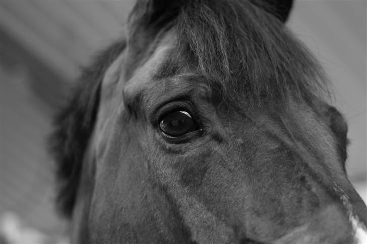 Anden særlig race Monark - A-hest i dressur - Smukke smukke hest <3 Foto: Sara Pakula billede 16