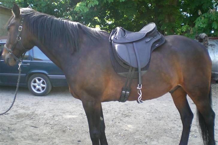 Traver Ginkgo Star - Prøve ny sadel. billede 9