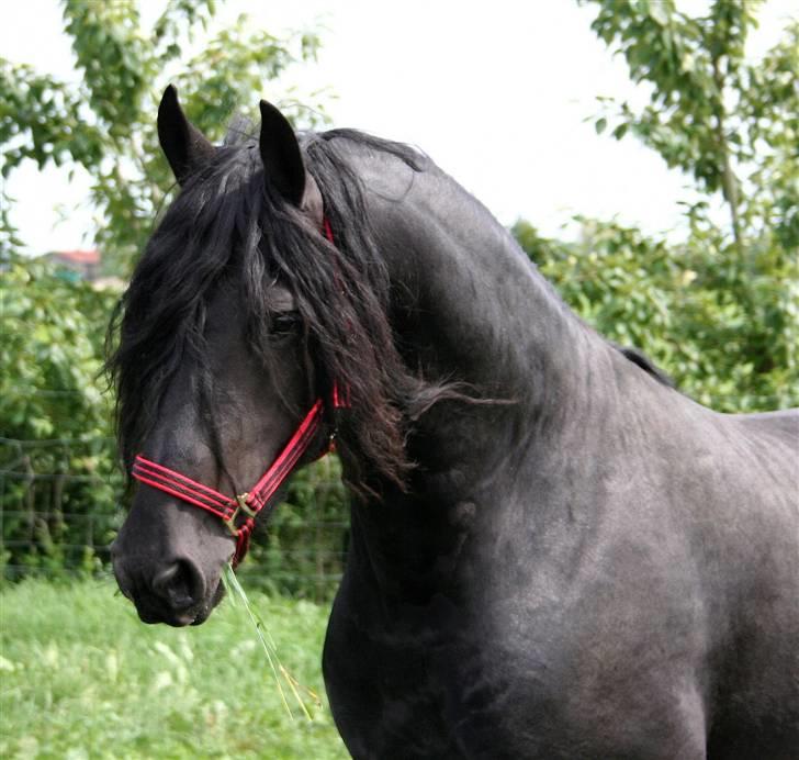 Frieser Henrik p van d`oerte billede 12