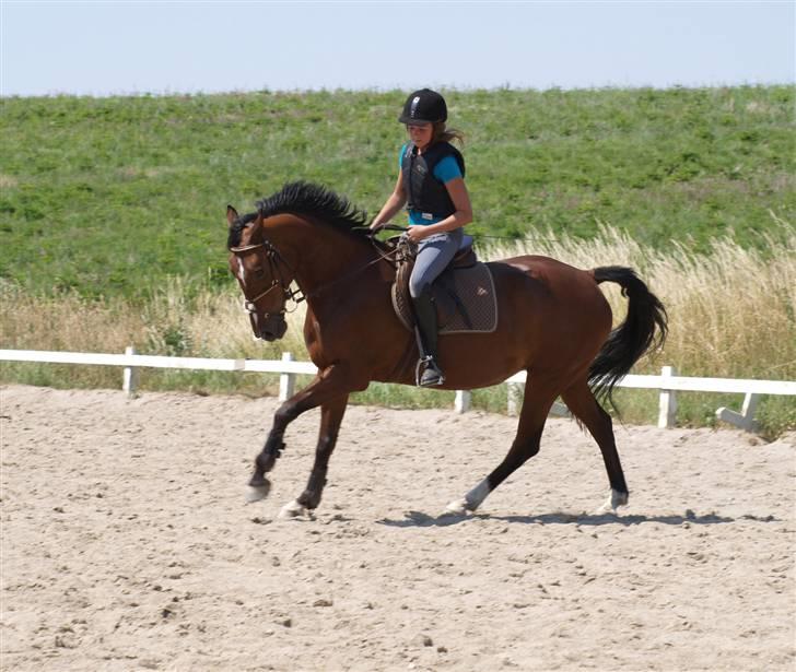 Anden særlig race | Cassie <3 *Vi ses :'(*  - #Juli 2008# Galop på dressurbanen... :D Foto: Sarah <3 billede 9