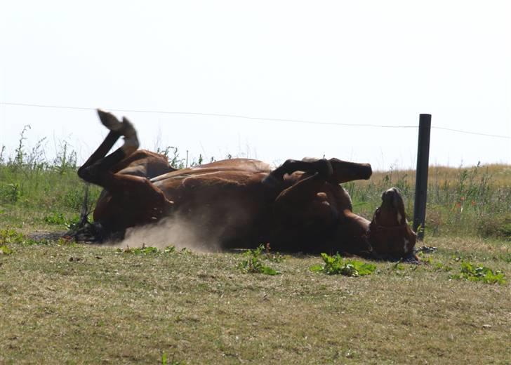 Anden særlig race | Cassie <3 *Vi ses :'(*  - #Juli 2008# Aaaah! Dejligt med et støv bad ;D Foto: Sarah <3 billede 10